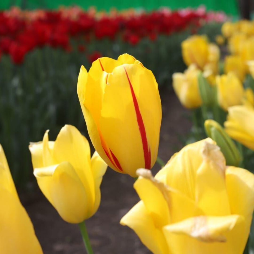 villa-del-dique-con-parque-de-tulipanes-93